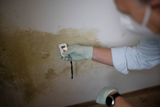 Best Residential Mold Removal  in Shady Hills, FL