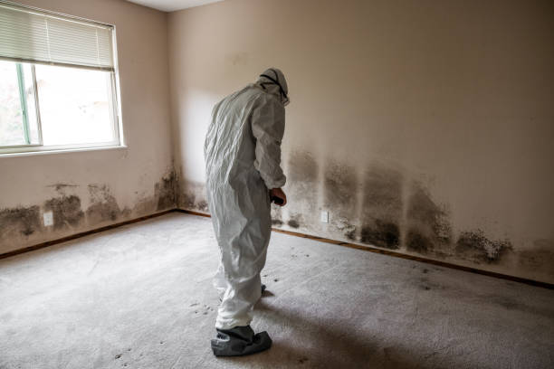 Best Commercial Mold Removal  in Shady Hills, FL