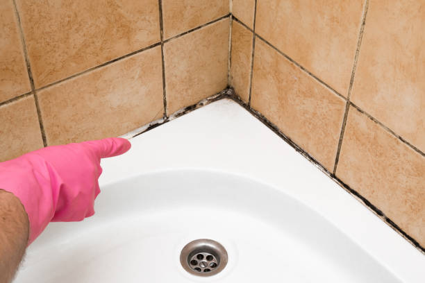 Home Mold Removal in Shady Hills, FL