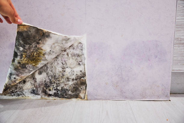 Best Office Mold Removal Services  in Shady Hills, FL